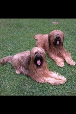 Bonita und Amigo liebe Gäste