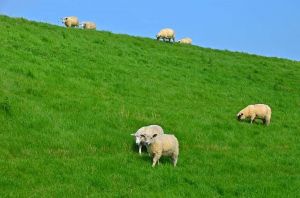 Bild 14: Carolinensiel: Fewo FLUT in zentraler Lage mit großem Balkon, max. 2 Hunde