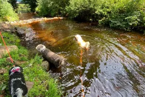 in der nahen Umgebung gibt es einige Badestellen für die Hunden