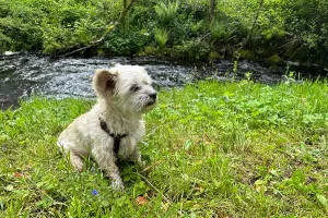 in der nahen Umgebung gibt es einige Badestellen für die Hunden