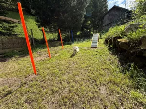 zum toben , spielen und frei laufen