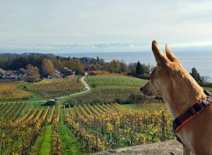Hunde dürfen in der näheren Umgebung zu fast allen Sehenswürdigkeiten. Egal ob Burg Meersburg, Pfahlbauten Uhldingen, Reptilienhaus