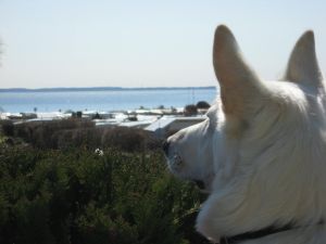 Ausblick Hier steht unser "Wuffi" mit den Vorderpfoten auf einem Stuhl und genießt auch den Ausblick.