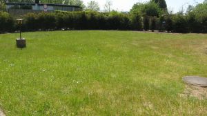 Großes, eingewachsenes und komplett eingezäuntes Grundstück für Hunde bestens geeignet.