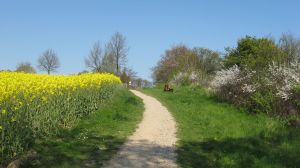 Weg zum Strand Der Weg zum Hundestrand führt über die Steilküste und ist schon für sich sehr schön. Zum Strand kommen sie direkt flach, da die Steilküste hier wellenförmig verläuft und nicht besonders hoch ist.