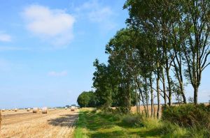 Bild 10: Wangerland: Zum alten Friesen Fewo BODO im EG für Alleinreisende und Paare