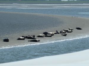 Bild 4: Mainzerhaus Surfsee Kamin Strandkorb