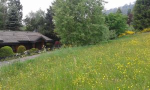 Bild 14: Ferienhaus Woodland Lodge mit eingezäuntem Garten in Winterberg-Niedersfeld