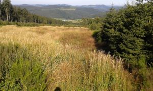 Wanderung zum Clemensberg(838m N.N)Entfernung ca. 3km bis zum Gipfel