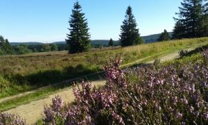 Nahegelegenes Naturschutzgebiet Hochheide läd zum Wandern ein