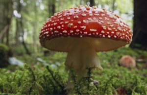 Abwechslungsreiche Pflanzen und -Tierwelt und natürlich eine