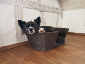 Bild 13: Außergewöhnliche luxuriöse Ferienwhg. im Schwarzwald - kl. Skulpturengarten