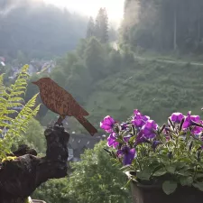 Schönmünzach erwacht Schönmünzach erwacht