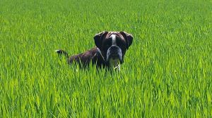 Bild 15: Ferienhaus Sam, Schwäbische Alb, Hunde willkommen, 1200qm Garten