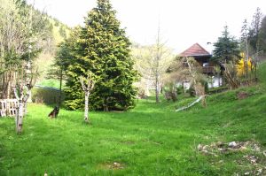 Bild 1: Ferienhaus Christine im Schwarzwald