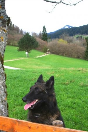 im Ferienhaus sind Hunde herzlich willkommen
