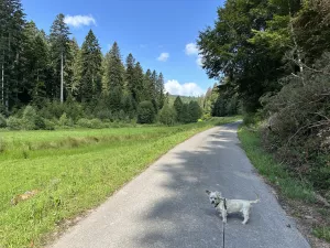 Bild 33: gemütliches DG Einraum Apartment Tannenwipfel mit Infrarotsauna und Garten