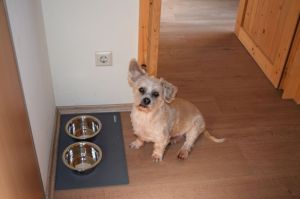 Bild 9: gemütliches DG Einraum Apartment Tannenwipfel mit Infrarotsauna und Garten