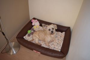 Bild 11: gemütliches DG Einraum Apartment Tannenwipfel mit Infrarotsauna und Garten