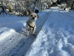 Hunde toben und spielen gerne im Schnee