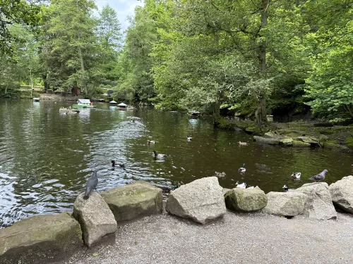 Enten Kurpark Bad Wildbad