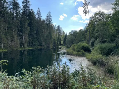 Kaltenbachsee Wanderweg