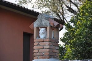 Bild 8: Cilento, Castellabate - B&B in schöner, ruhiger Hang-Einzellage in Meernähe