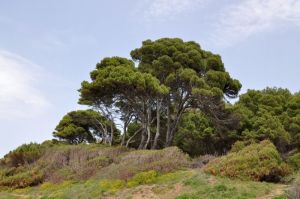 Bild 19: Cilento, Castellabate - B&B in schöner, ruhiger Hang-Einzellage in Meernähe