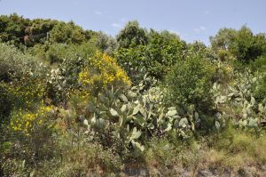 Bild 20: Cilento, Castellabate - B&B in schöner, ruhiger Hang-Einzellage in Meernähe