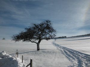 Bild 29: Ferienwohnung für 2 Personen im Schmallenberger - Sauerland - auch mit Hund