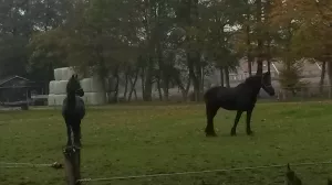 Bild 9: Ferienhaus NINA direkt am Wasser am Ijsselmeer