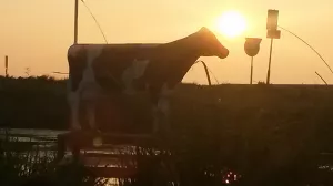 Bild 10: Ferienhaus NINA direkt am Wasser am Ijsselmeer