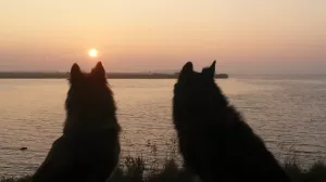 Bild 11: Ferienhaus NINA direkt am Wasser am Ijsselmeer