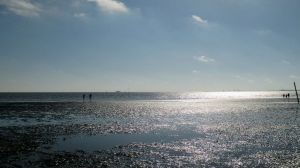 Bild 16: Luftkurort Werdum: Erdgeschoss-Fewo SMUTJE Terrasse + Garten, max. 2 Hunde!