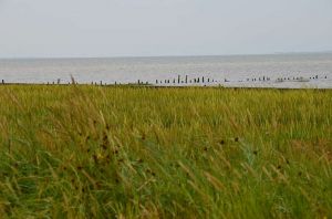 Bild 14: Luftkurort Werdum: Dachgeschoss-Fewo STEUERMANN mit Balkon und Garten