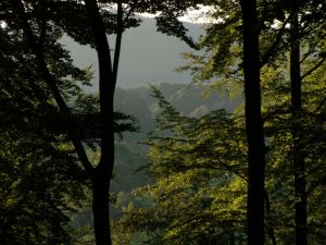 Wald im Lautertal