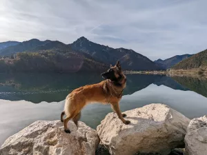 Hunde sind herzlich willkommen.