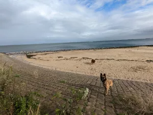 Bild 12: Haus bis 7 Pers, Sauna, fußläufig zum Meer mit eingez. Garten Wemeldingen