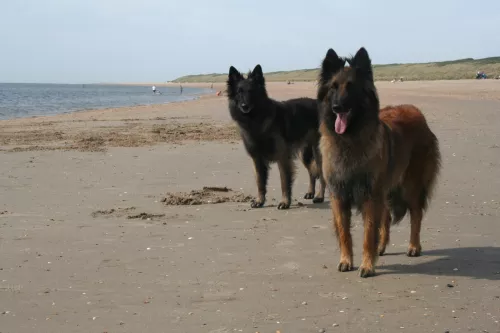 Hunde am Strand 