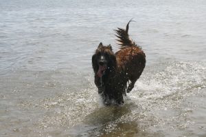 Bild 17: FH Sheltiehouse mit eingezäunten Garten + strandnah! Hunde willkommen