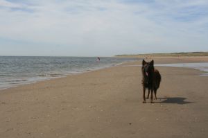 Bild 18: FH Sheltiehouse mit eingezäunten Garten + strandnah! Hunde willkommen