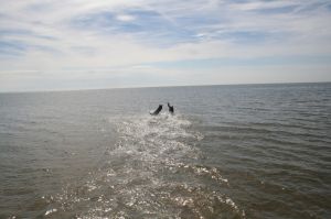 Bild 16: FH Sheltiehouse mit eingezäunten Garten + strandnah! Hunde willkommen