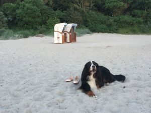 Bild 12: Dänisches Ferienhaus am Naturstrand mit Kamin & Sauna***Hunde willkommen***