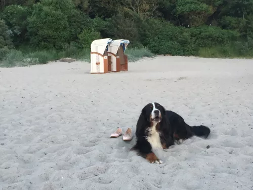 Hunde am Strand willkommen 