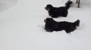 Unsere Hunde haben immer voll den Spaß im Schnee