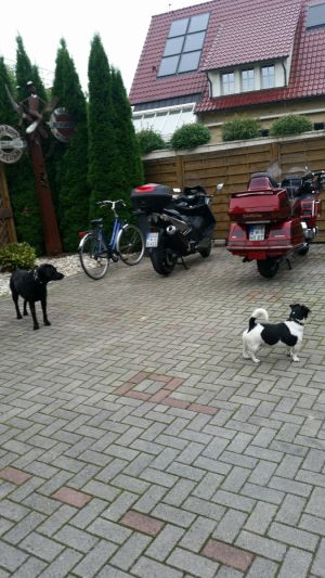 Bild 11: Bed & Breakfast "Tina und Brandy" Fahrradrouten direkt vor der Tür