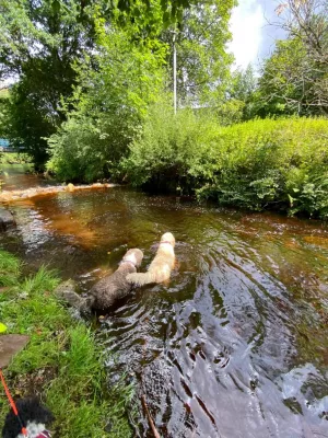 Badestelle für Hunde am Bach nur 200 Meter entfernt