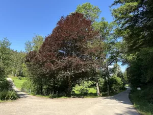 schöne spazierwege ab der Haustüre