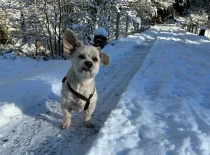 unser Hund Terry Hunde lieben den Schnee zum spielen und toben
