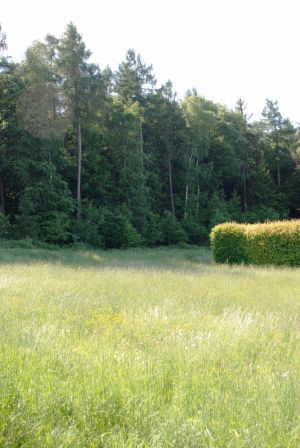 der Wald ist direkt vor Ihrer Haustüre